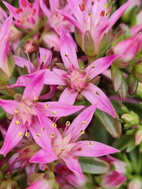 Bahçedeki güzel çiçekler