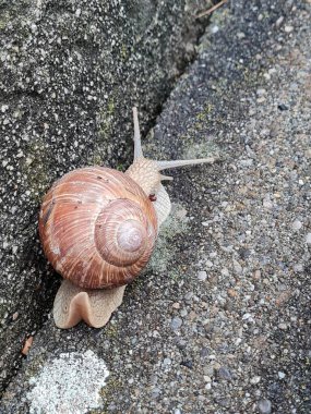 Salyangoz, Roma salyangozu, yavaş, sarmal, hayvan, vahşi yaşam, kabuk.