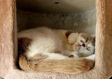 Kedi, İngiliz kısaltması, beyaz kahverengi, Uyku, Rahatlama, Hayvan, Pofuduk