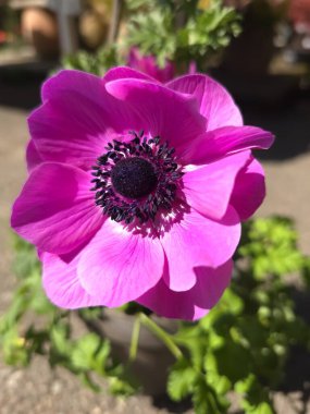 Anemone, Springtime, Flower, Closeup, Beauty, Pink, Blossom
