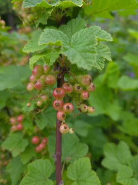 Frenk üzümü, kırmızı-yeşil, taze, dut, yaz, meyve, olgun