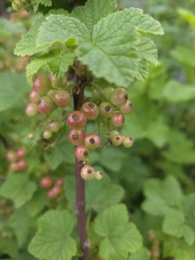 Frenk üzümü, kırmızı-yeşil, taze, dut, yaz, meyve, olgun