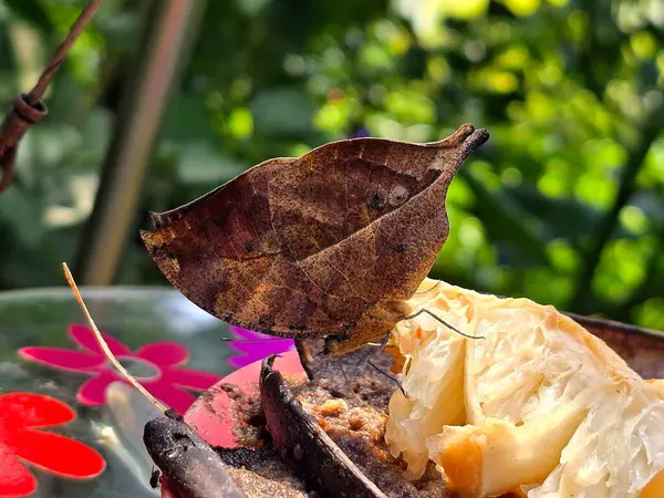 Kallima inachus, ölü yaprak, Kelebek, Yakın plan, Kamuflaj, Kahverengi, Hayvan