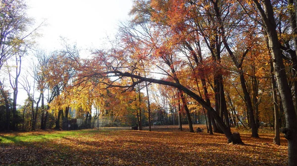 Осінь Осінь Відкритий Громадський Парк — стокове фото