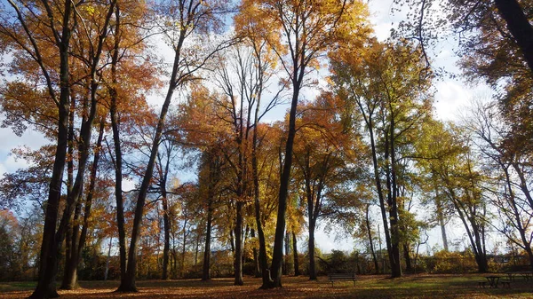 秋の屋外公園 — ストック写真