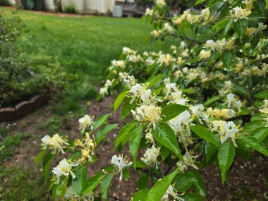 Bahçedeki beyaz bal emici çiçekler