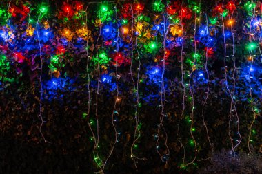 Parlak ve renkli yılbaşı ışıkları koyu yeşil bir çiti süslüyor, neşeli bir atmosfer yaratıyor.