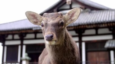 Japonya 'daki Nara Park' taki Todai-ji Tapınağı 'nın önünde poz veren vahşi bir sika geyiğinin yakın çekimi.