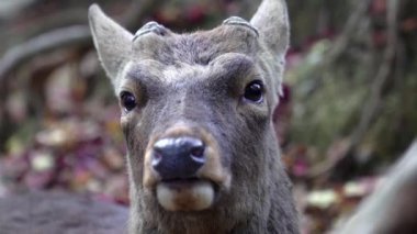 Nara Park, Japonya 'da kameraya bakan meraklı genç bir geyik.