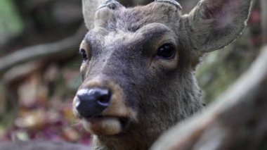 Japonya, Nara Parkı 'ndaki kameraya bakan genç bir Sika geyiğinin yakın çekimi.