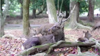 Nara Park, Japonya 'da dinlenen vahşi bir Sika geyiği. Yüksek kalite 4k görüntü