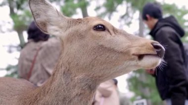 Geyik yiyor ve kameraya bakıyor. Arka planda bulanık turistler ve yeşil ağaçlarla. Yüksek kalite 4k görüntü