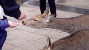 Japonya, Nara 'daki Turist Eller' den iki Nara Geyiği Bisküviye Erişiyor. Yüksek kalite 4k görüntü