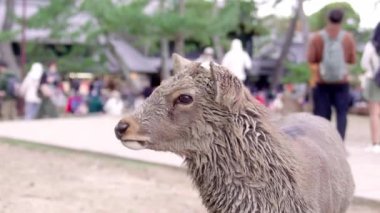 Japonya, Nara 'da boynuzsuz bir geyiğin yakın çekimi turistlere bakarken dilini uzatıyor. Yüksek kalite 4k görüntü