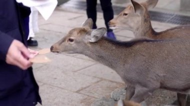 Japonya 'nın Nara şehrinde üç Evcilleştirilmiş Nara Geyiği Beslenen Bisküviler Turistler tarafından. Yüksek kalite 4k görüntü
