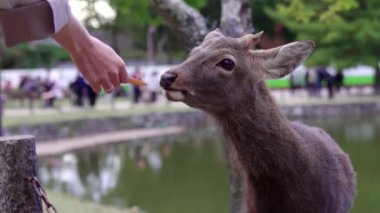 Nara geyiği, Japonya 'daki Nara Parkı' ndan özel geyik krakerleri yiyor.