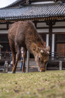 Nara 'daki Geleneksel Japon Tapınağının Önünde Evcilleştirilmiş Geyik Yiyen Çimen. Yüksek kalite fotoğraf