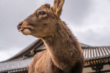 Japonya 'nın Nara kentindeki bir tapınağın önünde Dili Sola Bakan Geyik. Yüksek kalite fotoğraf