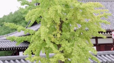 Ginkgo Biloba 'nın Yakın Çekimi Shitennoji Tapınağı' nın önünde, Arkaplanda Geleneksel Çatıları olan. Yüksek kalite 4k görüntü