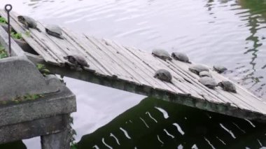Osaka, Japonya 'daki Shitennoji Tapınağı' ndaki tahta tahtada dinlenen kaplumbağalar. Yüksek kalite 4k görüntü