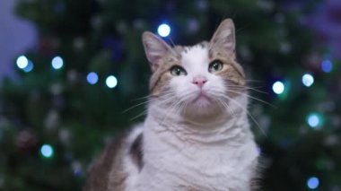 Beyaz ve Kahverengi Kedi Arka planda Noel Ağacı Işıklarıyla Yukarı Bakıyor. Yüksek kalite 4k görüntü
