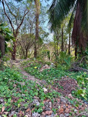 Yeşil ormanın ortasında çöp dolu bir patika.