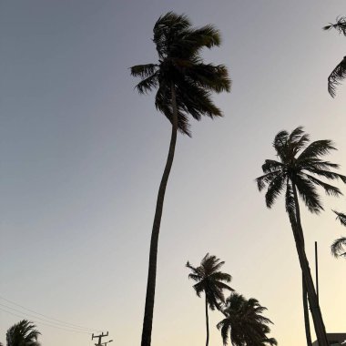 Gün batımında rüzgarda sallanan palmiye ağaçları.