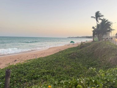 Öğleden sonra rüzgarla savrulan bitkilerle ve palmiye ağaçlarıyla dolu kumsal. 