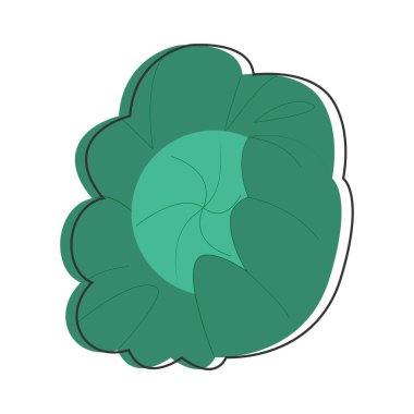 Yapraklı yeşil lahana kafasının vektör çizimi