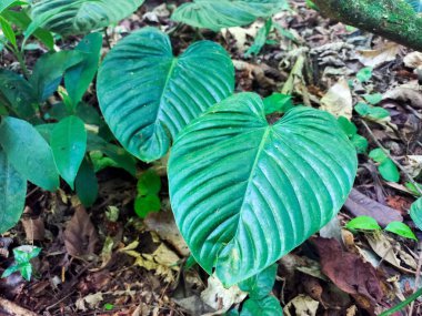 İki yeşil yaprak ve bir ormanın zemininde, kuru yapraklar ve daha küçük bitkiler. Doğal ışık ve doğal bitki örtüsünün ayrıntıları.