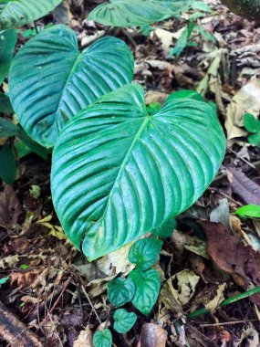 Kuru yapraklarla çevrili bir orman zemininde belirgin damarları olan iki büyük yeşil yaprak. Küçük yeşil bitkiler ve dallar da görülebilir. Doğal ışık.