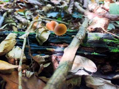 Two orange mushrooms growing on a log with moss and dry leaves. Branches in the foreground and background with forest vegetation. clipart