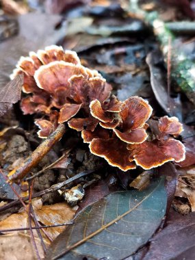 Kahverengi tonları ve beyaz dalgalı kenarları olan bir grup mantar kuru yaprakların, dalların ve toprağın arasında büyüyor. Orman zemininin detayları ve doğal aydınlatma..