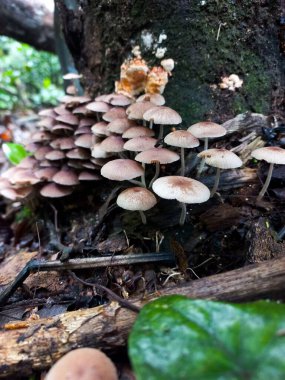 Kahverengi ve bej tonlarında sayısız mantar yosun kaplı bir ağacın dibinde yetişiyor. Kuru yapraklar ve etraftaki dallar, ormanın detayları..