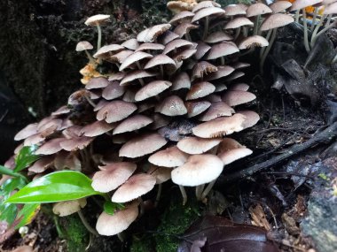 Yosun kaplı bir kütükte çok sayıda kahverengi mantar yetişiyor. Yeşil yapraklar ve dallar. Orman ortamında doğal aydınlatma.