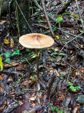 Kahverengi şapkalı ve ince saplı, kuru yapraklar ve dallarla çevrili bir mantar. Orman bitki örtüsü ve doğal ışıklandırma ile donatılmış.