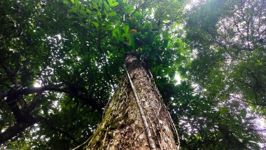Yoğun bir tropikal ormandaki yüksek bir ağacın tepesinden bir manzara. Güneş ışığı yeşil yaprakların arasından süzülerek sakin ve doğal bir ortam yaratır. Ağaç kabuğunun dokusu görünür, ihtişamını ve surronun çeşitliliğini vurgular.