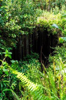 Pipi Hilo Hawaii 'ye düşer. Hilo Hawaii 'de yüksek kaliteli fotopipi düştü. 