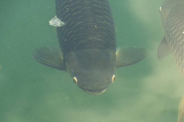 Büyük bir balık, pürüzsüz pullarını ve meraklı gözlerini sergileyerek berrak su yüzeyinin hemen altında yüzüyor. Güneş ışığı çevreyi aydınlatıyor ve yakınlarda daha fazla balık olduğunu gösteriyor..