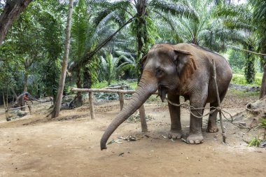 Krabi Tayland 'daki açık havada filler. Yüksek kalite fotoğraf