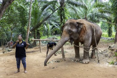 Krabi, Tayland - 24 Aralık 2024: Tayland 'da filleri beslemek
