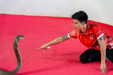 Krabi, Tayland - 24 Aralık 2024 Krabi Tayland 'da bir Kobra gösterisi 