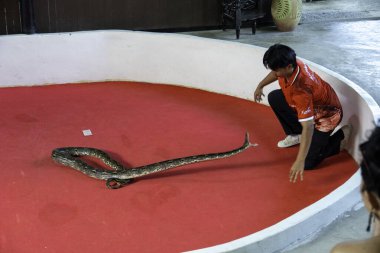 Bangkok, Tayland - 25 Aralık 2024: Tayland yılan gösterisinde anakonda