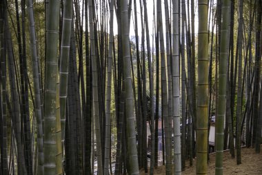 a bamboo forest in Kyoto, Japan . High quality photo clipart