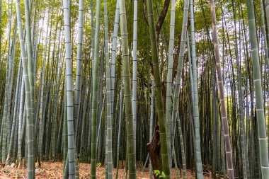 Japonya, Kyoto 'da bir bambu ormanı. Yüksek kalite fotoğraf