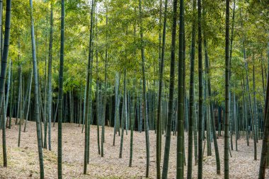 Japonya, Kyoto 'da bir bambu ormanı. Yüksek kalite fotoğraf