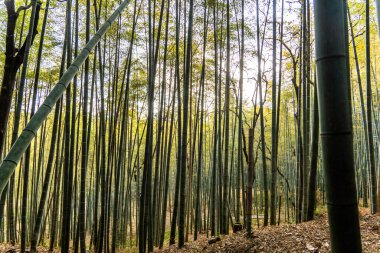 Japonya, Kyoto 'da bir bambu ormanı. Yüksek kalite fotoğraf
