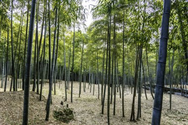 Japonya, Kyoto 'da bir bambu ormanı. Yüksek kalite fotoğraf
