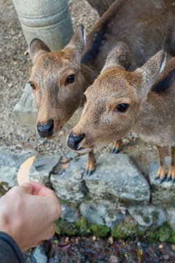 Ocak ayında Japonya, Nara 'da vahşi geyikleri beslemek 