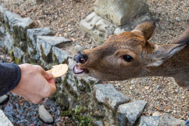 Ocak ayında Japonya, Nara 'da vahşi geyikleri beslemek 